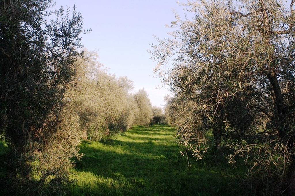 Agriturismo Vigna Mai Magliano in Toscana Buitenkant foto